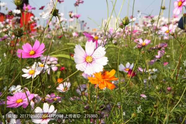 美麗格?；? title=