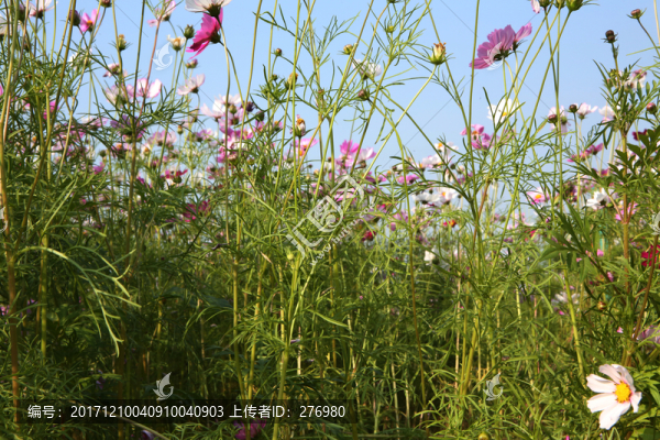 美麗格桑花