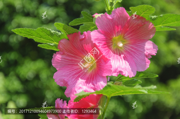蜀葵