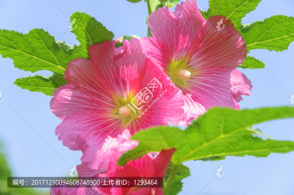 蜀葵