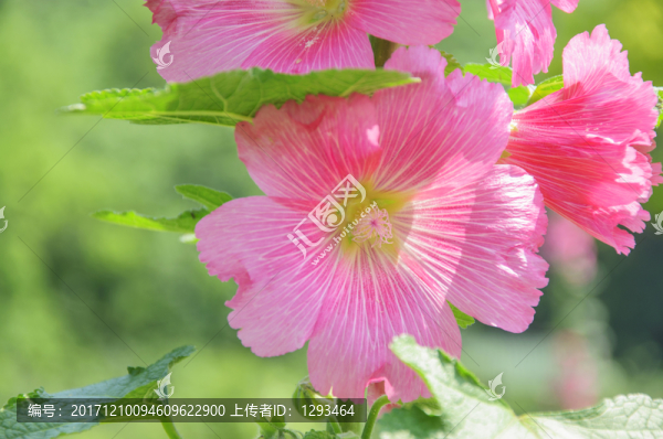 蜀葵
