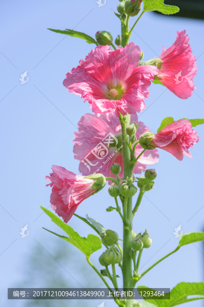 蜀葵