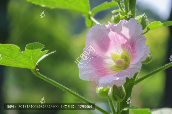 蜀葵
