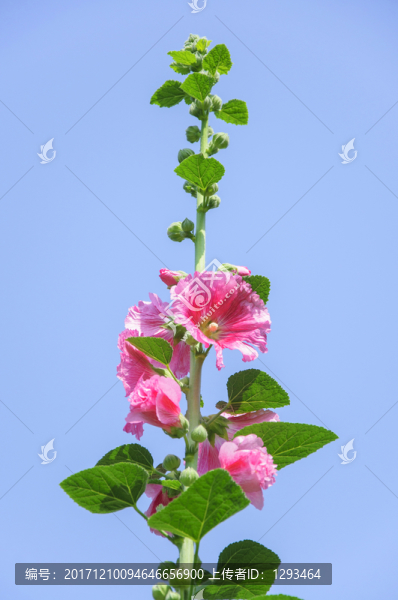 蜀葵