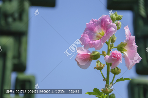 蜀葵