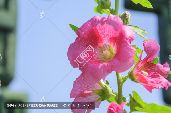 蜀葵
