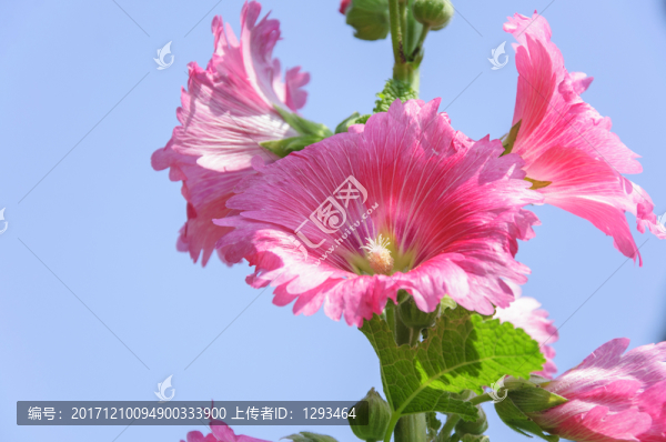 蜀葵