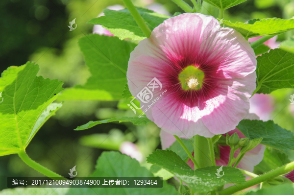 蜀葵