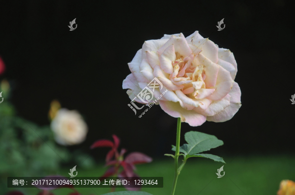 月季花