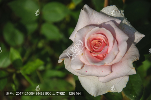 月季花