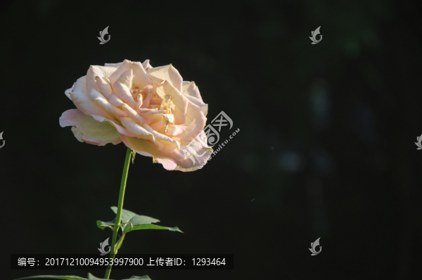 月季花