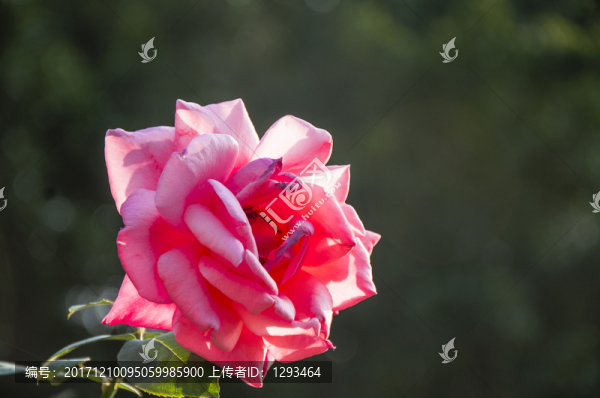 月季花