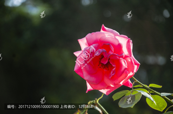 月季花