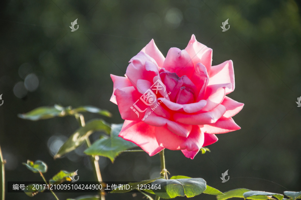月季花