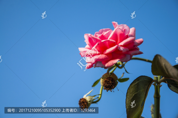 月季花