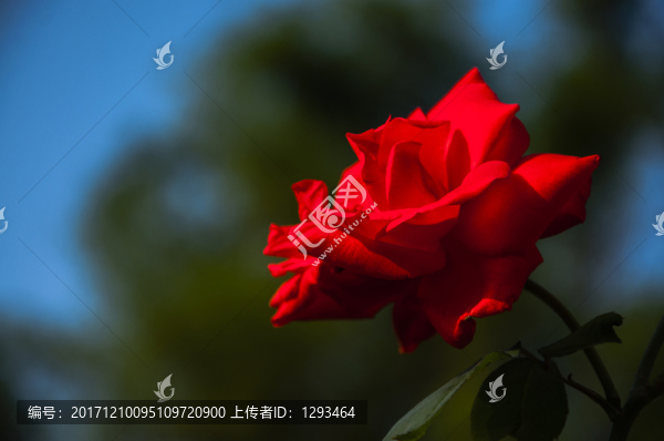 月季花