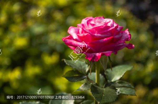 月季花