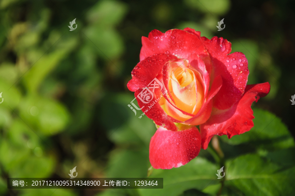 月季花