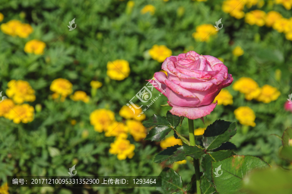 月季花