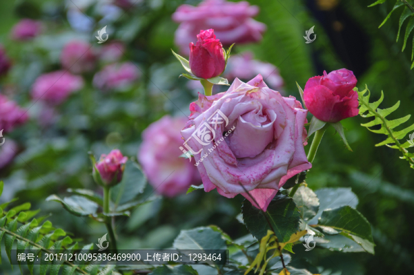 月季花