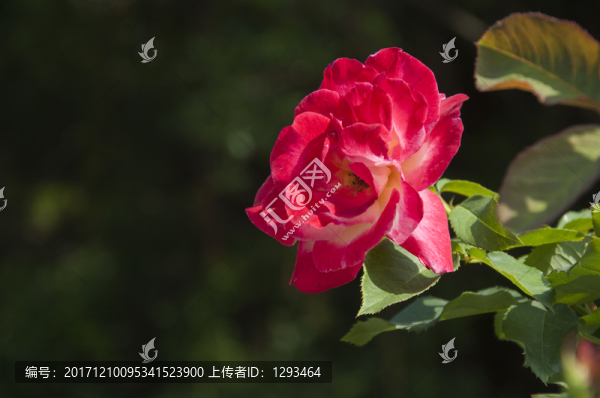 月季花