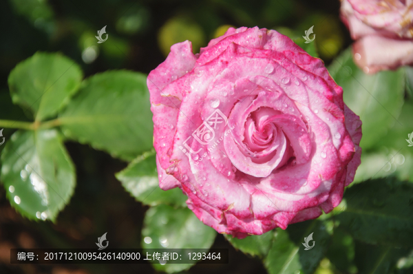 月季花