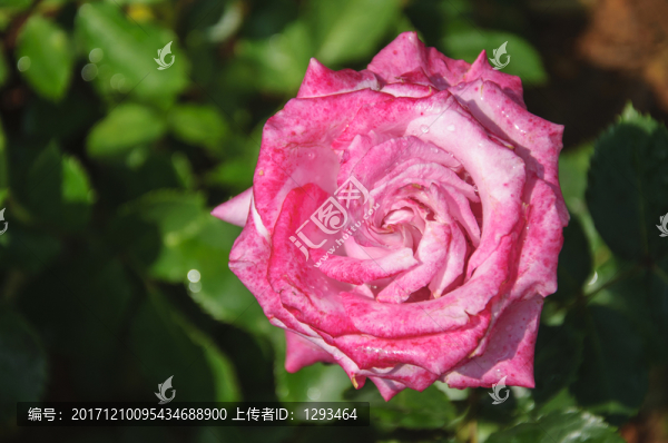 月季花