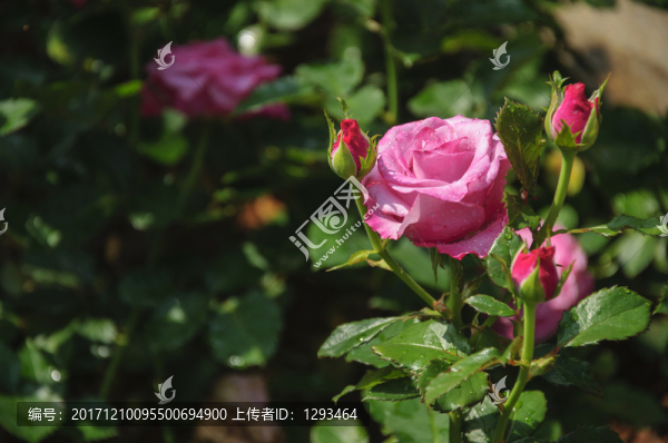 月季花