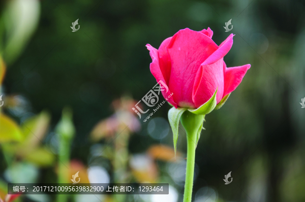 月季花