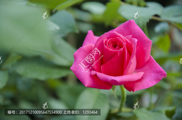 月季花