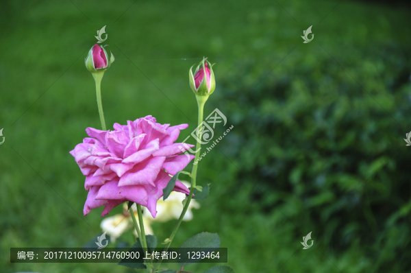 月季花