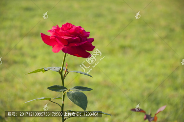 月季花