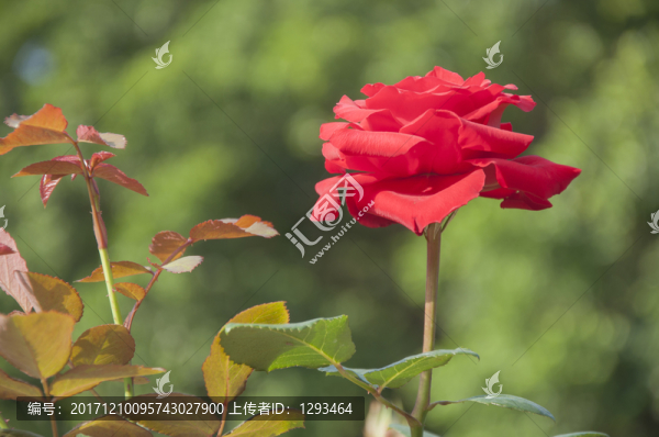 月季花
