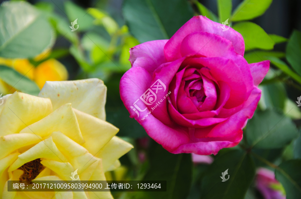 月季花