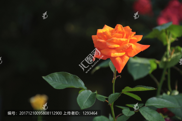 月季花