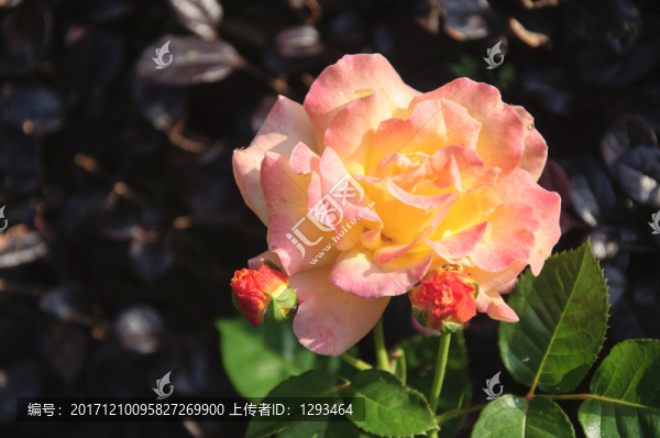 月季花