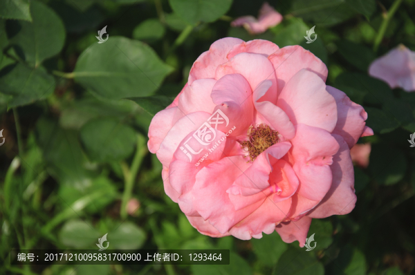 月季花
