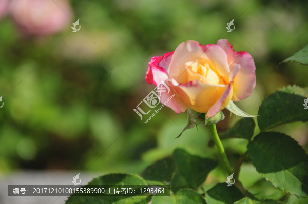 月季花