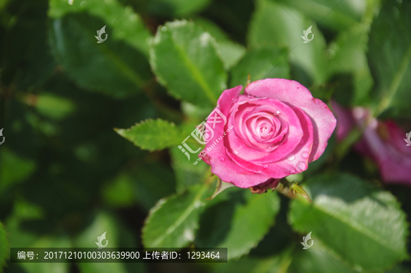 月季花