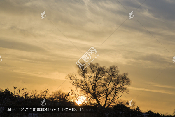 樹