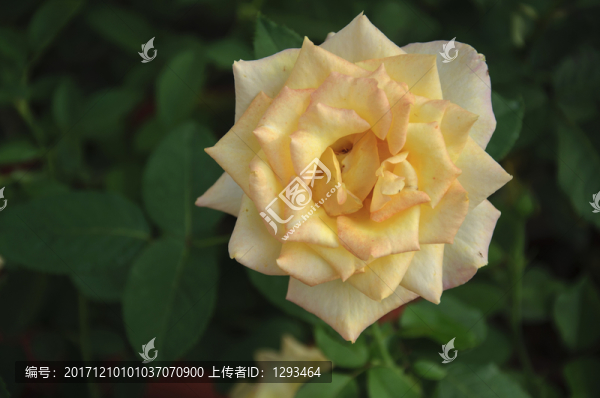 月季花