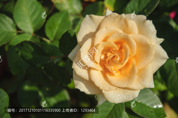 月季花