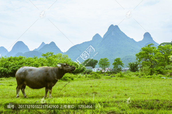 田園風(fēng)光