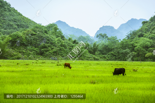田園風(fēng)光