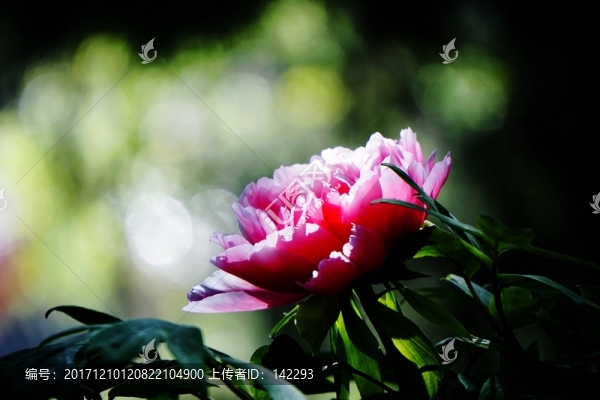 花開富貴