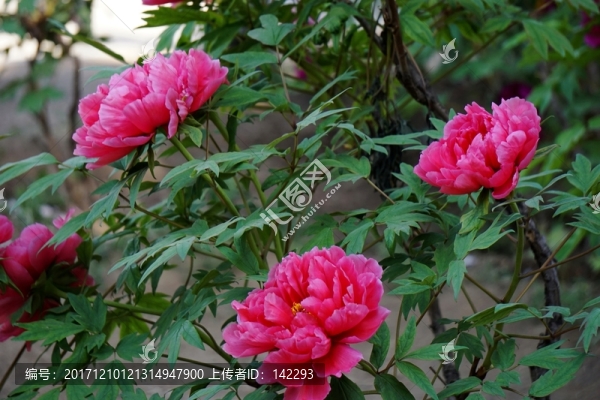花開富貴