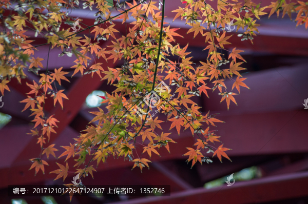 唯美楓葉