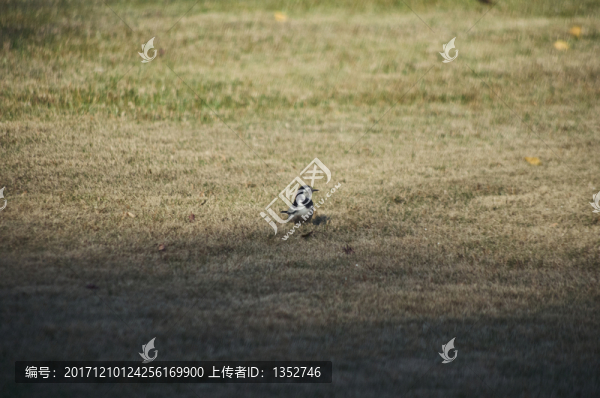 草地上的小鳥