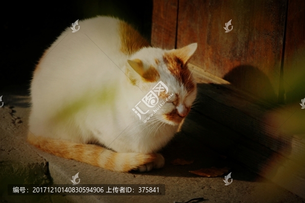 睡覺的貓