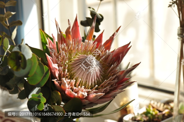 南非帝王花